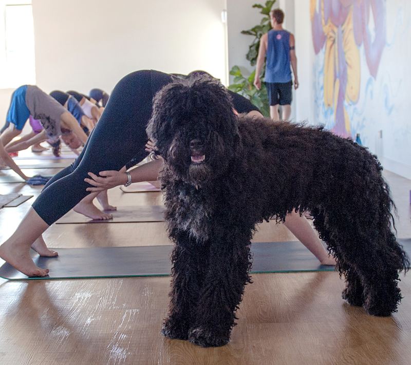 Floyd the studio dog in class at Raw Power Yoga, Albion